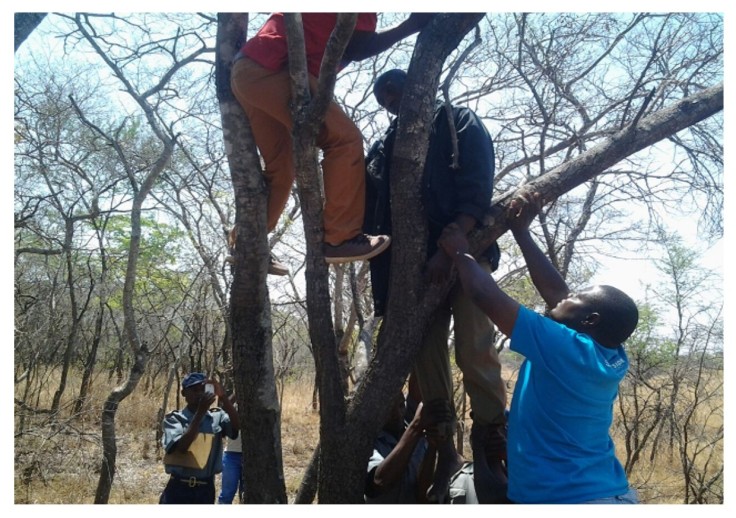 Masvingo police officer being removed from a tree that ended his life