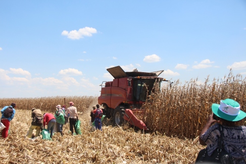 Action at Mary Ellen Farm during a Seedco sponsored Field Day. Pic By Chris Tabvura