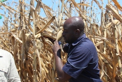 Seedco Commercial Agronomist examining a maize cob from the Marry Ellen Farm. Pic By Chrispen Tabvura