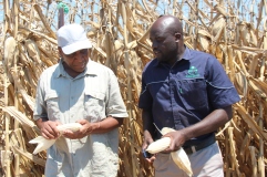 ZCFU Vice President W. Babbage sharing ideas with Seedco Commercial Agronomist Philip Matopmbo. Pic By Chris Tabvura
