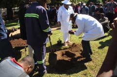 Mayor Cllr Mguni planting a tree in honour of the day Pic by Chris Tabvura